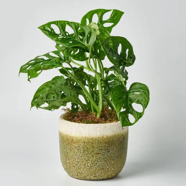 Monstera in Caspo PLANTS Antheon