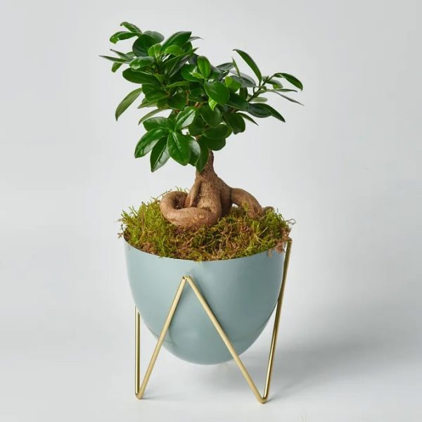 Bonsai in a Metal Caspo PLANTS Antheon