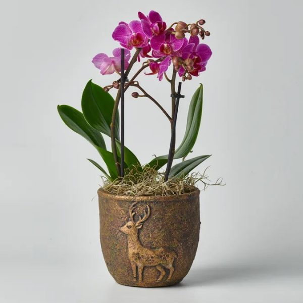 Mini Orchid in Kaspo Deer ORCHIDS Antheon
