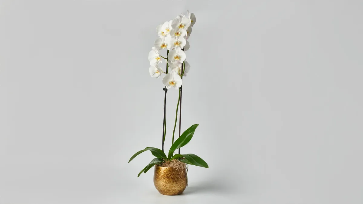 Orchid in Golden Caspo ORCHIDS Antheon