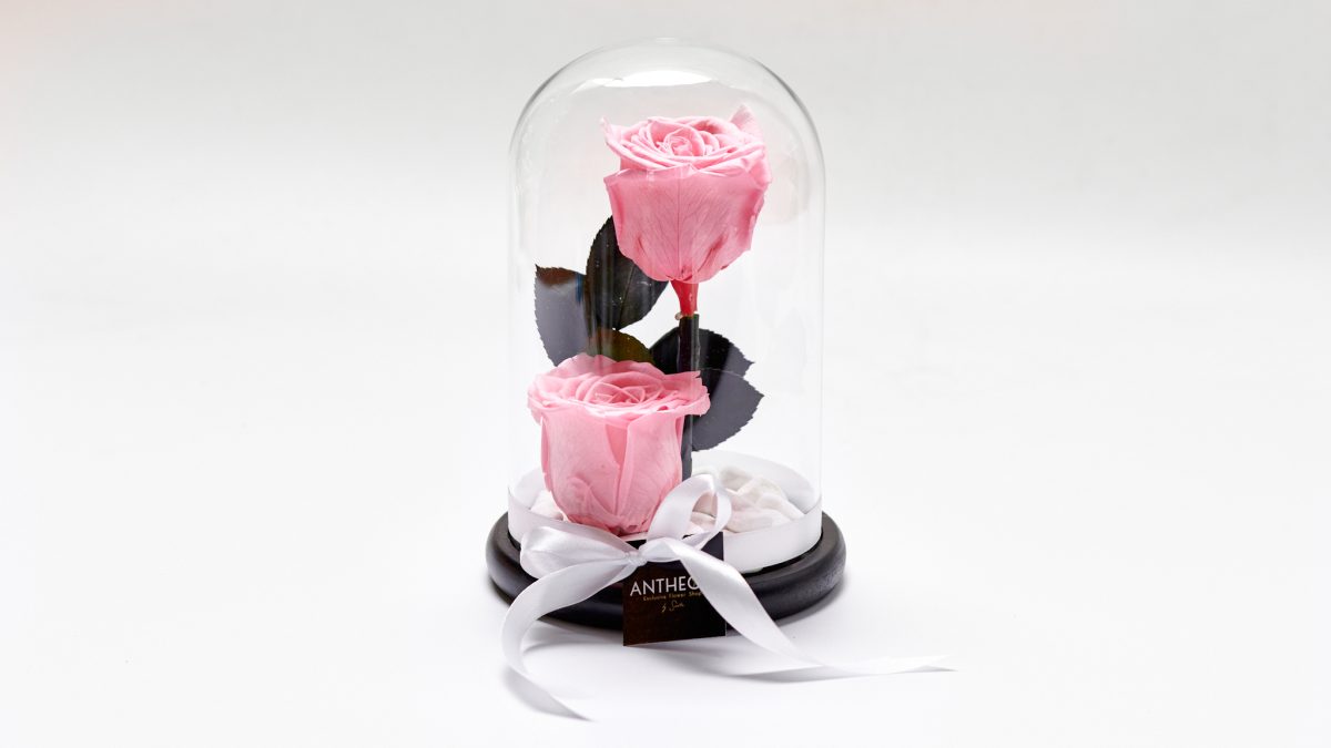 Forever Rose In A Glass Double Pink FOREVER ROSES Antheon