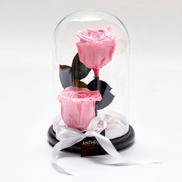 Forever Rose In A Glass Double Pink FOREVER ROSES Antheon