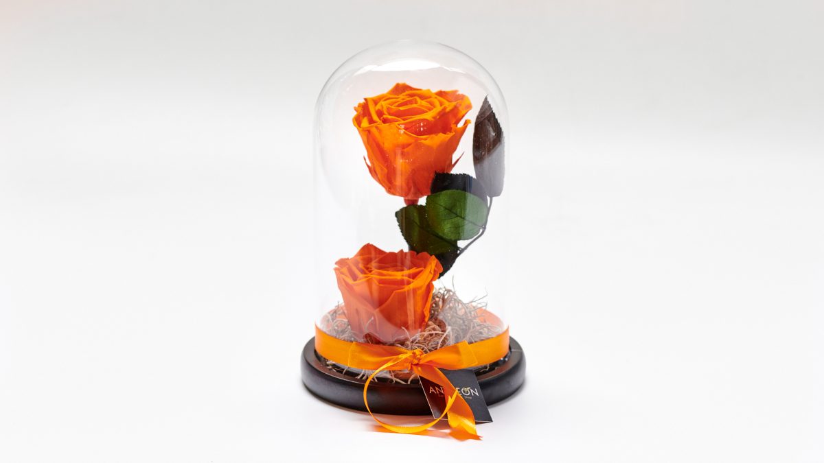 Forever Rose In Glass Double Orange FOREVER ROSES Antheon
