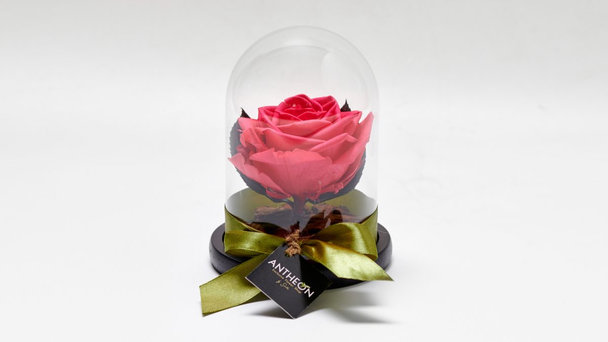 Forever Rose In A Glass Single Fuchsia FOREVER ROSES Antheon