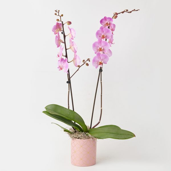 Pink orchid in caspo ORCHIDS Antheon