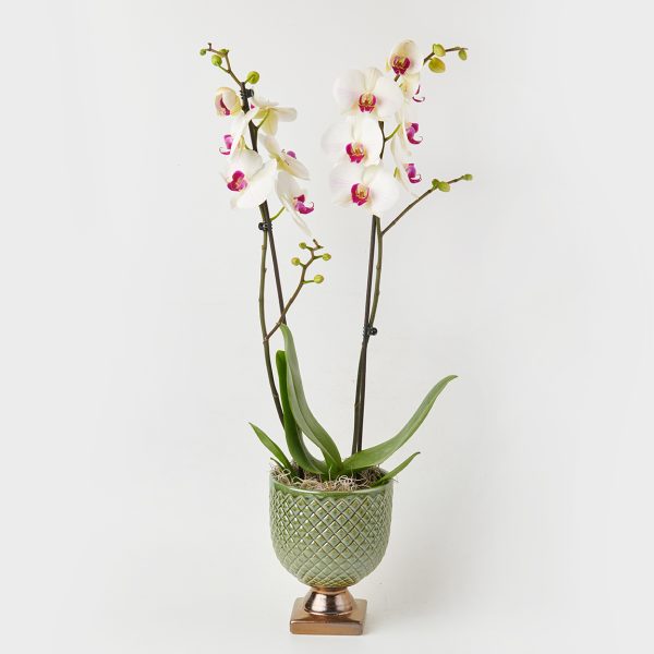 Redlips orchid in caspo ORCHIDS Antheon