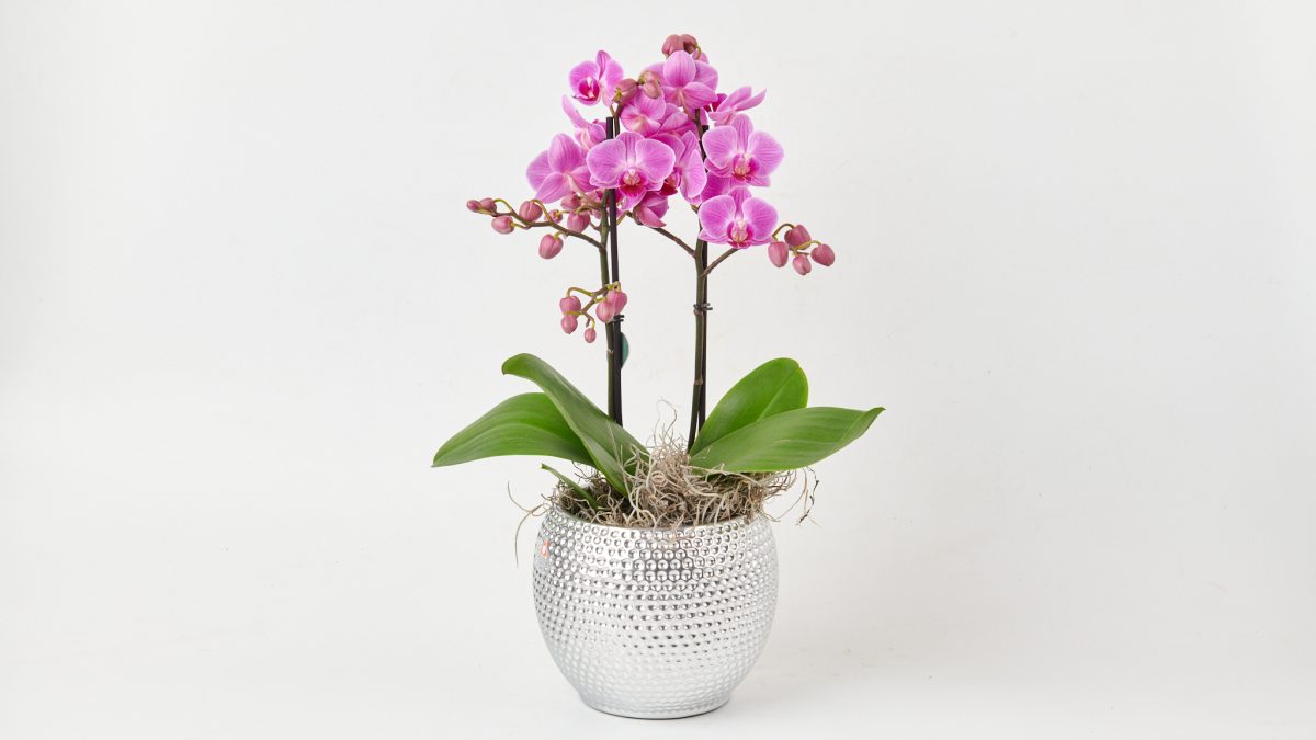 Orchid mini pink in caspo ORCHIDS Antheon