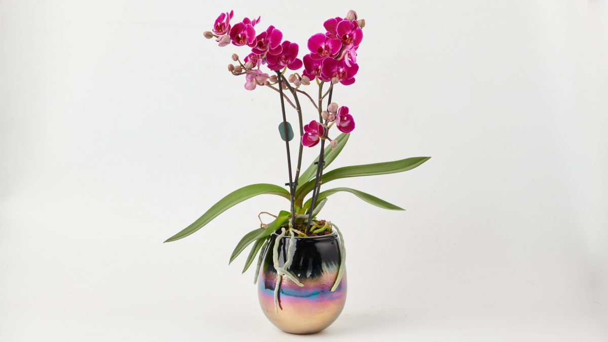 Orchid mini purple in caspo ORCHIDS Antheon