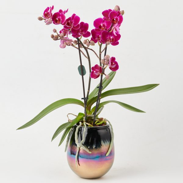Orchid mini purple in caspo ORCHIDS Antheon