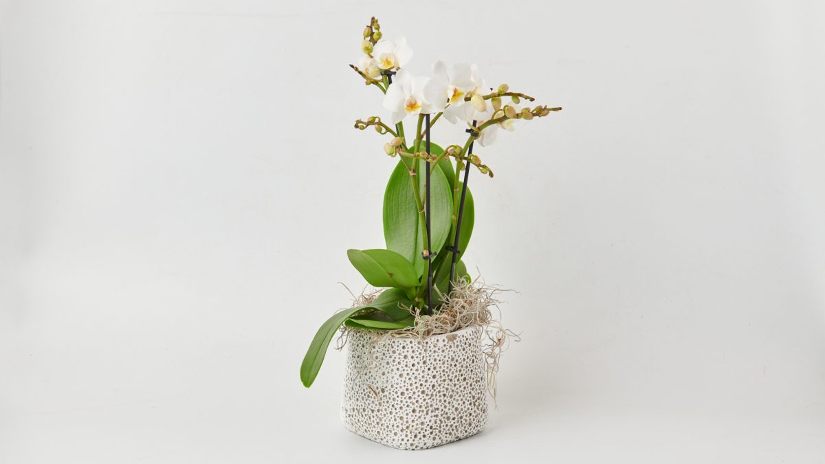 Orchid mini white in caspo ORCHIDS Antheon