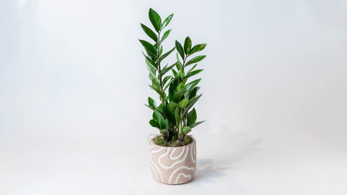 Zamia in Ceramic Caspo PLANTS Antheon