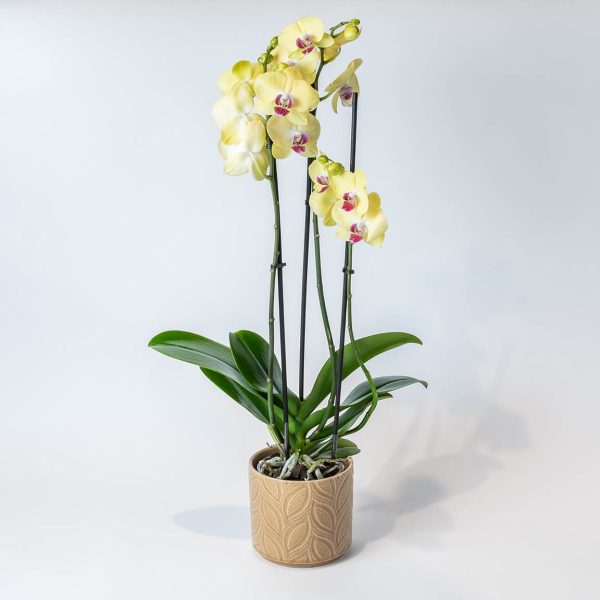 Ορχιδέα σε Κίτρινο Κασπώ OΡΧΙΔΕΕΣ Antheon