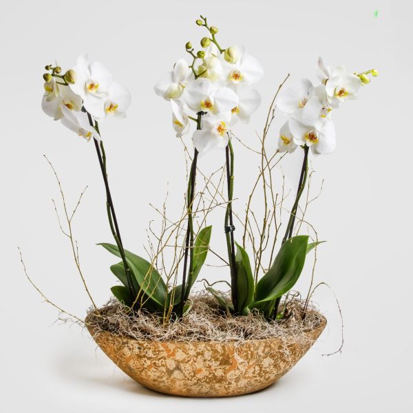 Ορχιδέες Γόνδολα Κοντή OΡΧΙΔΕΕΣ Antheon