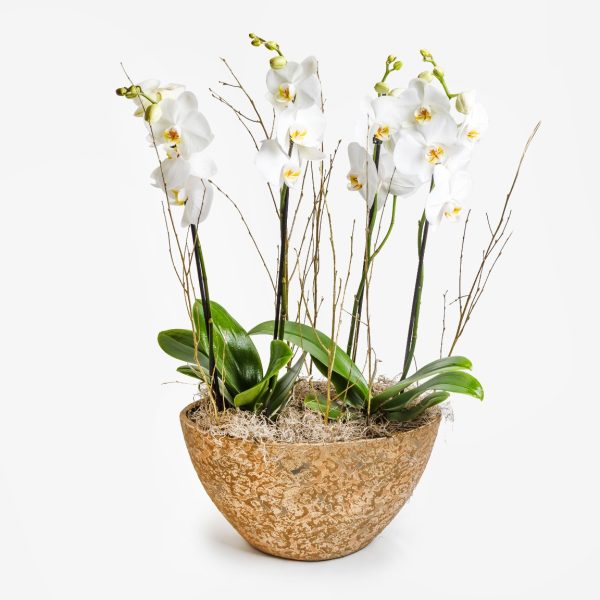 Ορχιδέες Γόνδολα Ψηλή OΡΧΙΔΕΕΣ Antheon