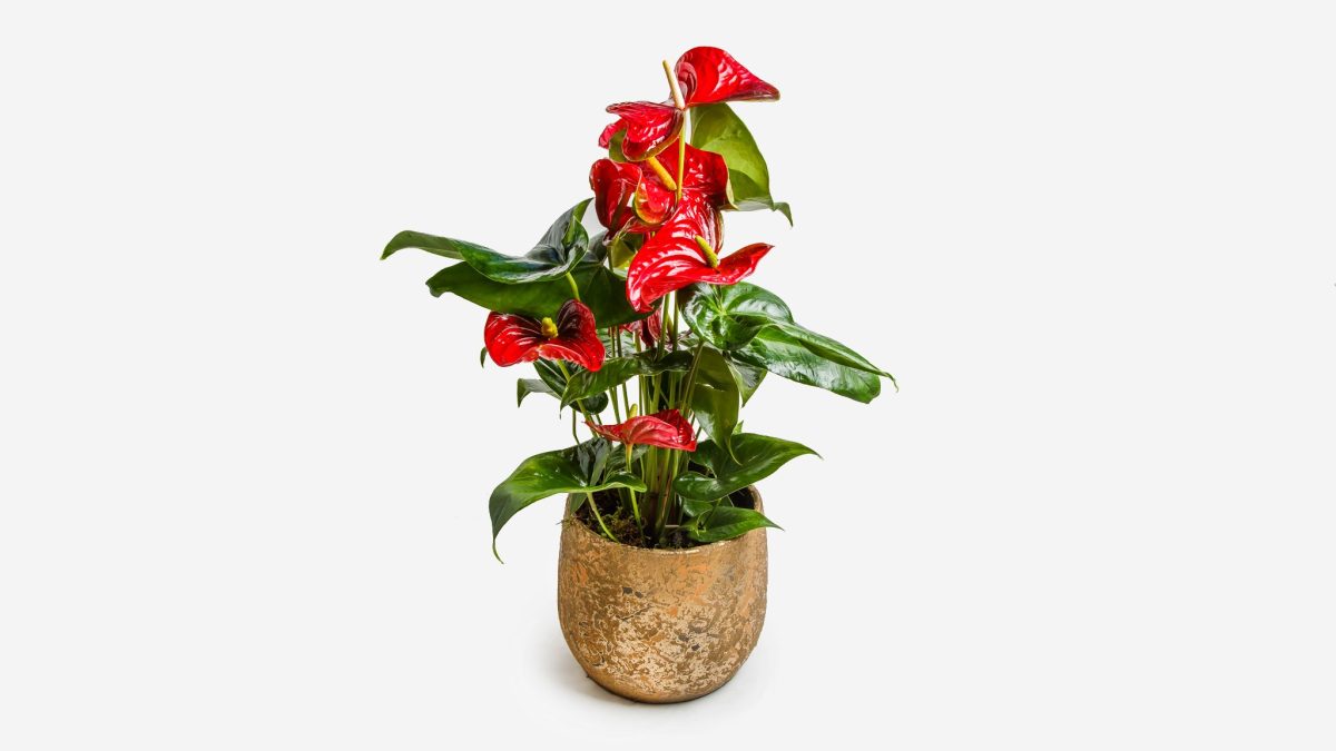 Large Anthurium in Gold Caspeau PLANTS Antheon