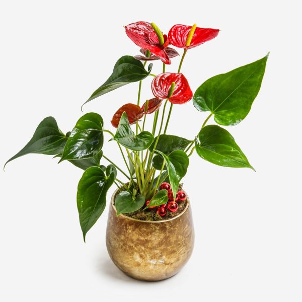 Ανθούριο Μικρό σε Χρυσό Κασπώ ΦΥΤΑ Antheon